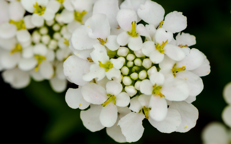 Candytuft Flower - White Flowers Name