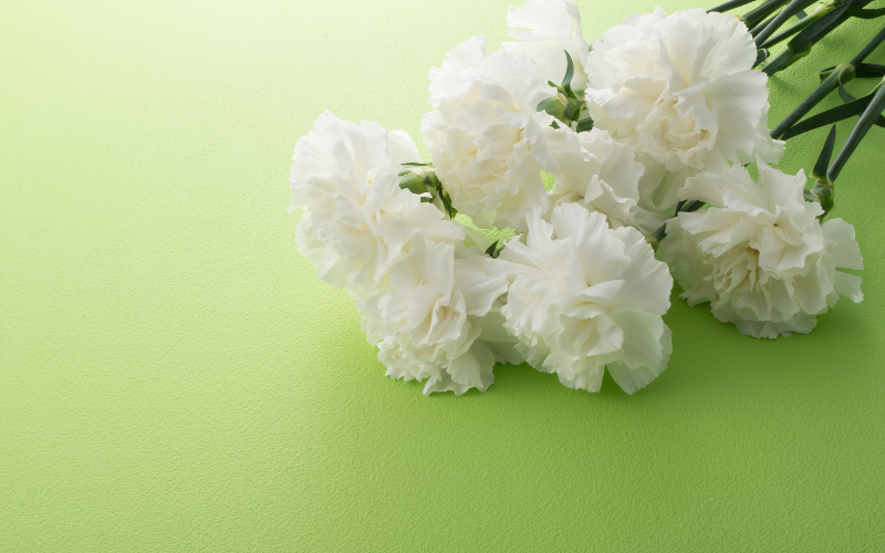 Carnation Flower - White Flowers Name