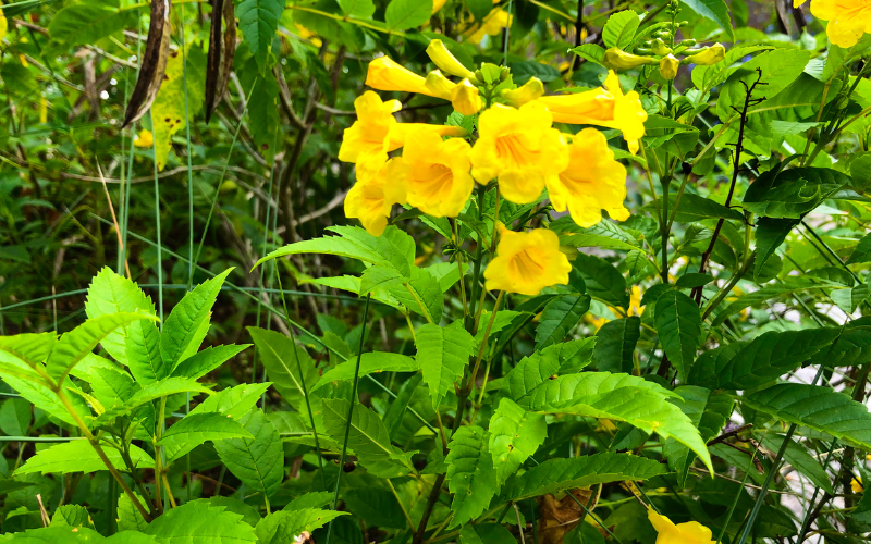 Carolina Yellow Jasmine Flower - Yellow Flowers Name