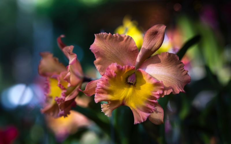 Cattleya Angerei - Brown Flowers Name