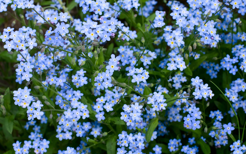 Chinese Forget-Me-Not Flower - Blue Flowers Name with Pictures