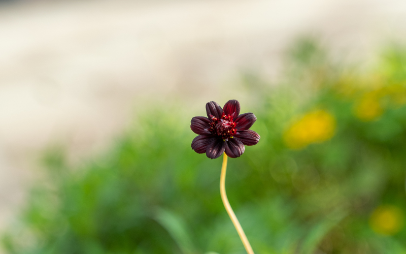 Chocolate Cosmos- Brown Flowers Name