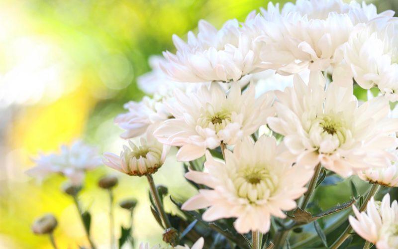 Chrysanthemum Flower - White Flowers Name
