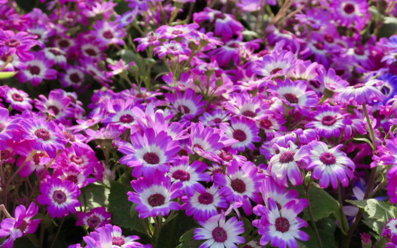 Cineraria Flower - Flowers Name Starting with C