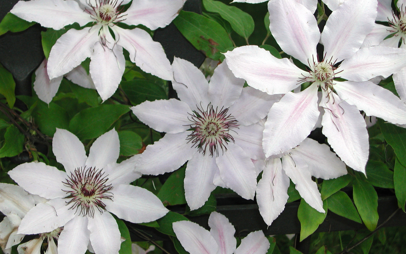 Clematis Flower - White Flowers Name