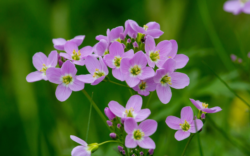 Cuckoo Flower - Flowers Name Starting with C