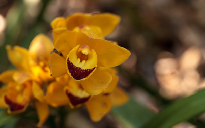 Charlie Brown Orchid - Brown Flowers Name