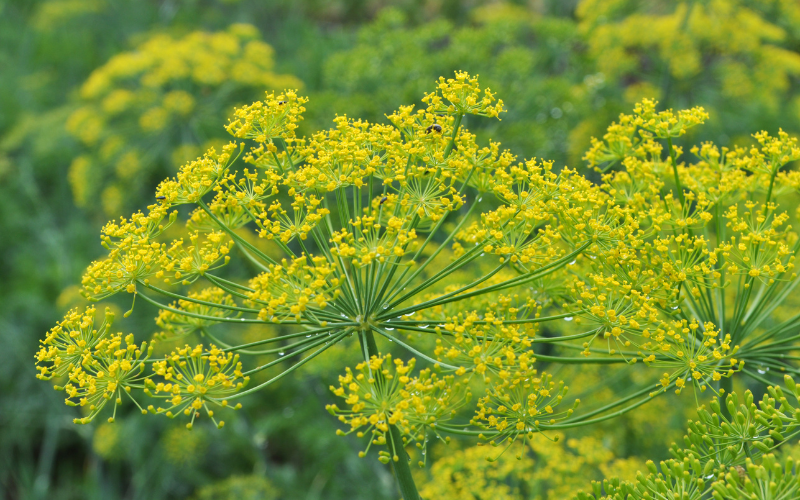 Dill Flower -  Flowers Name Starting with D