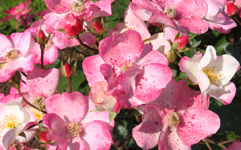 Dog Rose Flower-  Flowers Name Starting with D