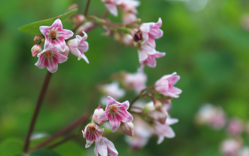 Dogbane Flower -  Flowers Name Starting with D