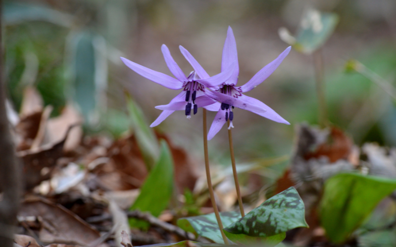 Dogtooth Violet Flower -  Flowers Name Starting with D