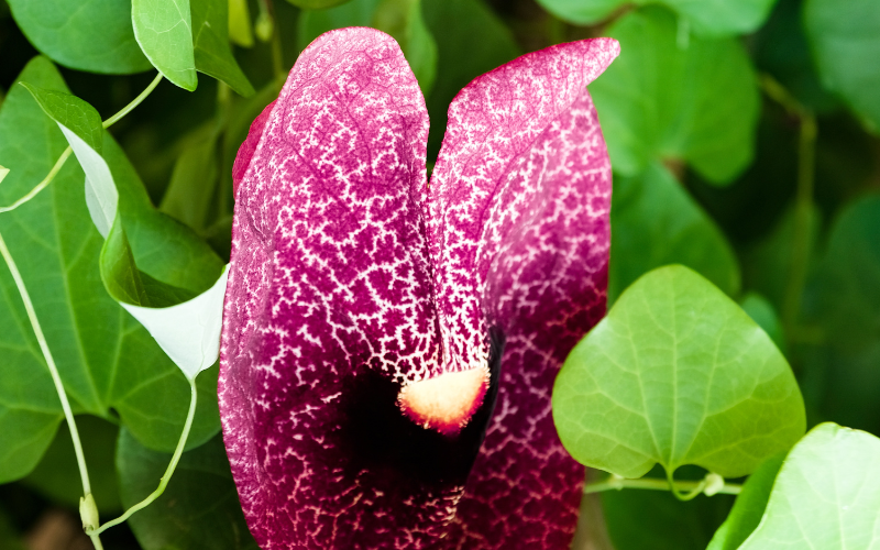 Dutchman’s Pipe Flower-  Flowers Name Starting with D