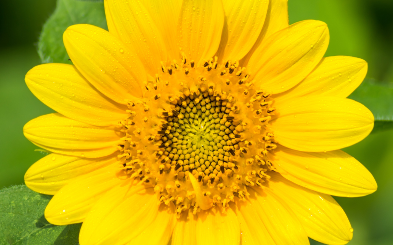 Dwarf Sunflower -  Flowers Name Starting with D
