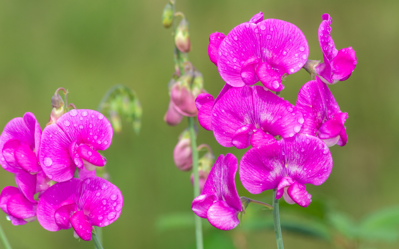 Everlasting Pea Flower - Flowers Name Starting with E