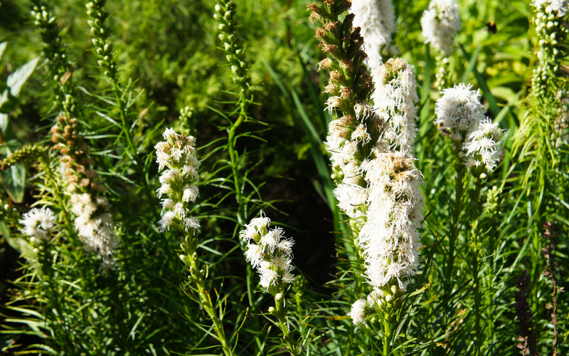 Floristan White Liatris Flower - White Flowers Name