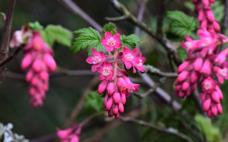 Flowering Currant Flower- Flowers Name Starting with F