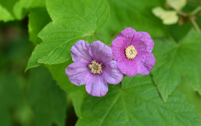 Flowering Raspberry flower - Flowers Name Starting with F