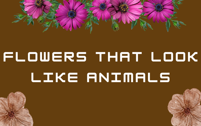 Flowers that Look Like Animals