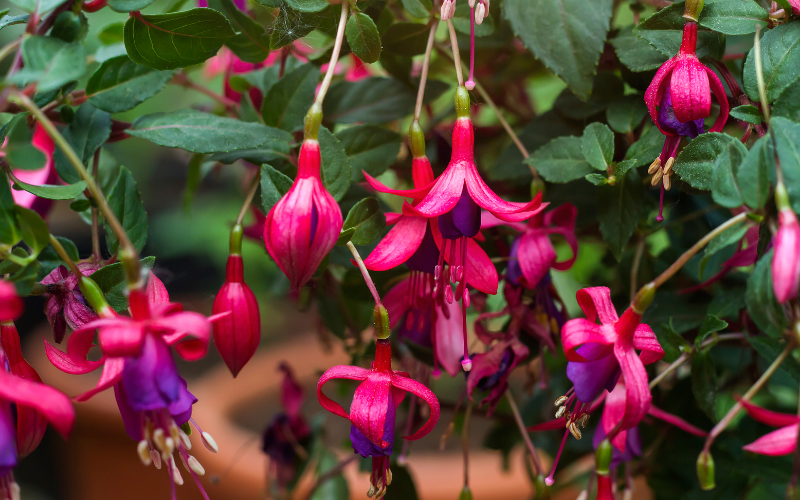 Fuchsia Flower - Flowers Name Starting with F