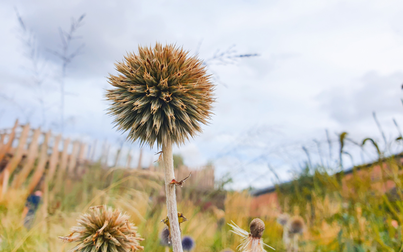 Globe Thistle- Brown Flowers Name