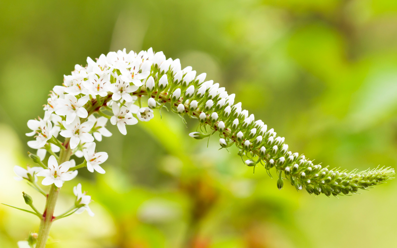 Gooseneck Loosestrife Flower - White Flowers Name