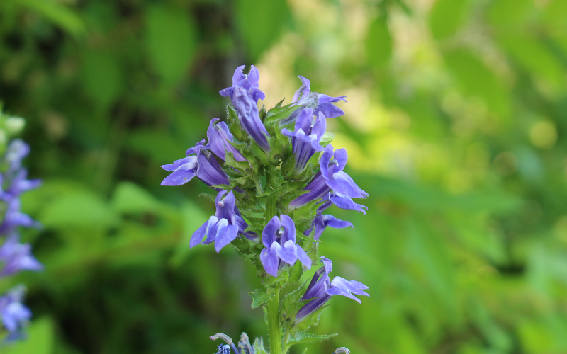 Great Blue Lobelia Flower - Flowers Name Starting with G
