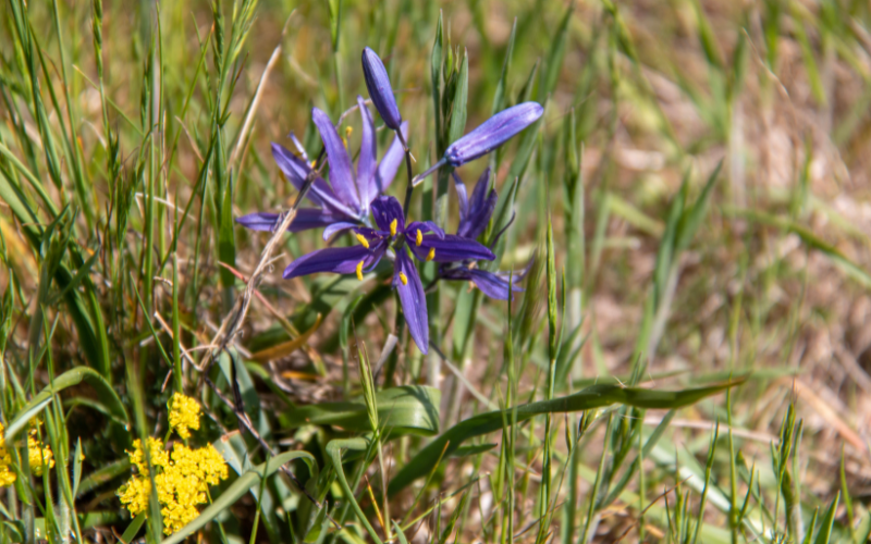 Great Camas Flower - Flowers Name Starting with G