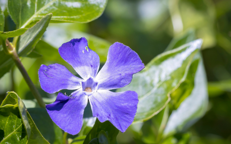 Greater Periwinkle Flower - Flowers Name Starting with G