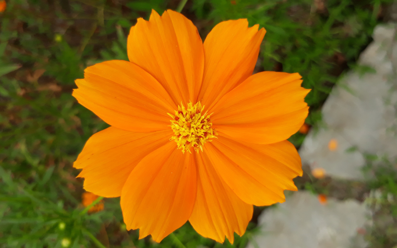 Spanish Gold Flower - Orange Flowers Name