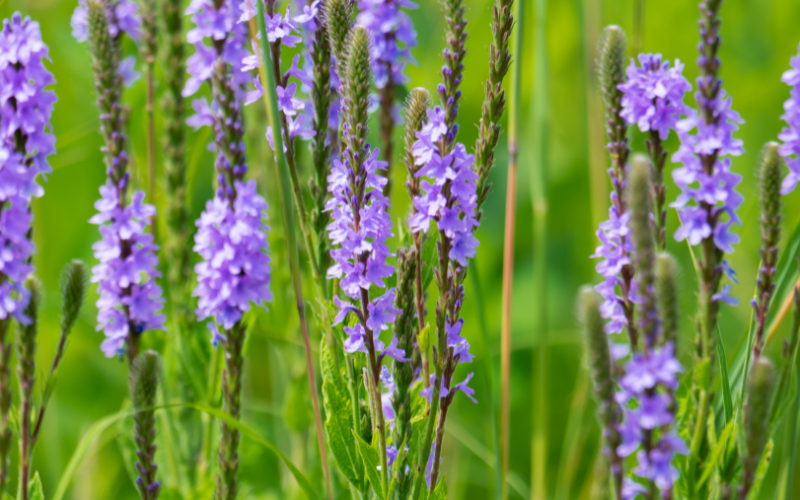 Hoary Vervain Flower - Flowers Name Starting with H