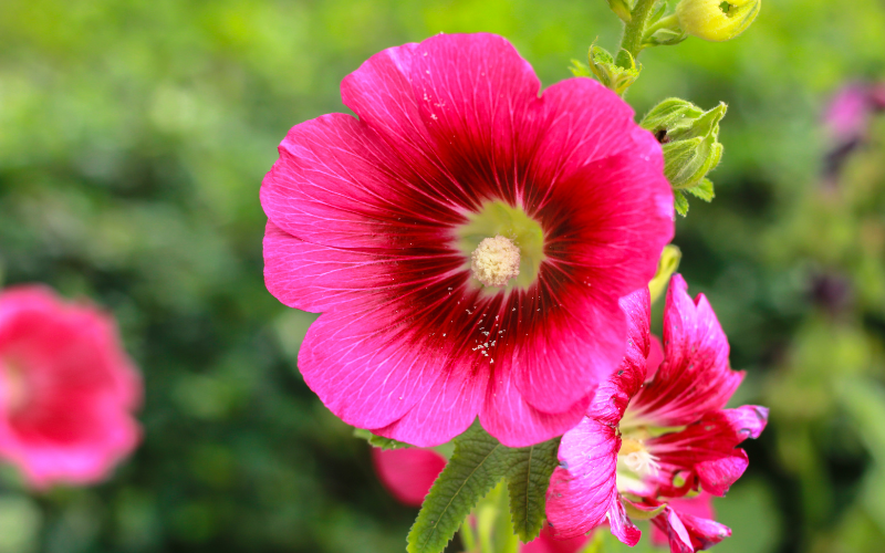 Hollyhock Flower - Flowers Name Starting with H