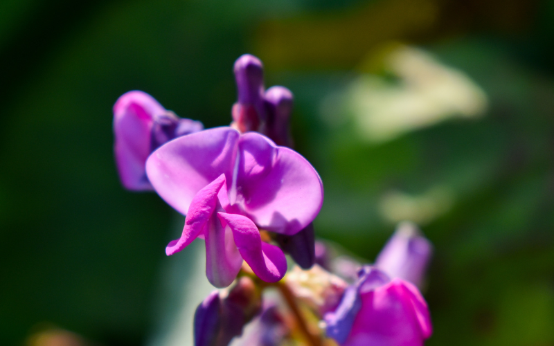 Hyacinth Bean Flower - Flowers Name Starting with H