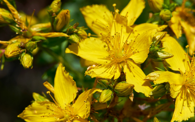 Hypericum Flower - Flowers Name Starting with H