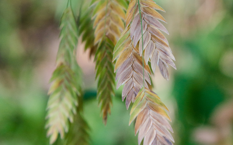 Inland Sea Oats Flower -  Flowers Name Starting with I