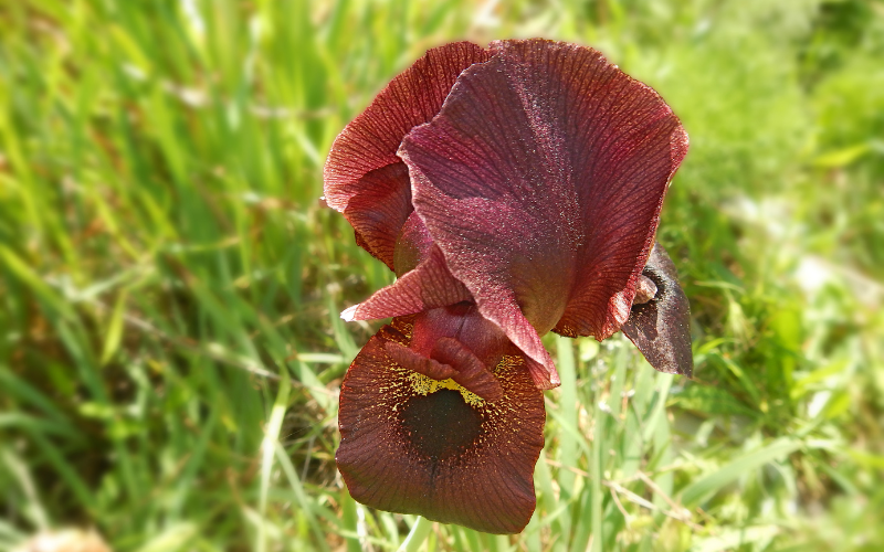 Iris- Like Orchid - Brown Flowers Name