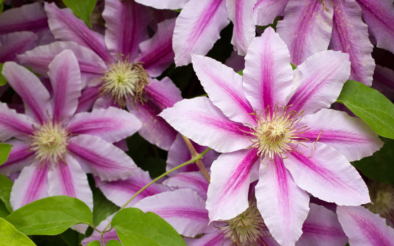 Italian Clematis Flower -  Flowers Name Starting with I