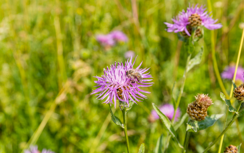Knapweed Flower - Flowers Name Starting with K