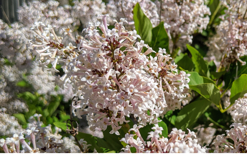Korean Lilac Flower - Flowers Name Starting with K