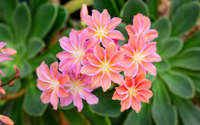 Lewisia Flower - Flowers Name Starting with L