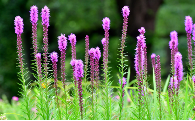 Liatris Flower - Flowers Name Starting with L