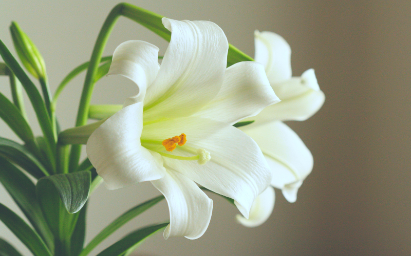 Lily Flower - White Flowers Name