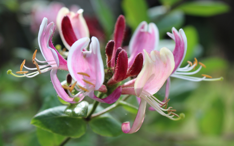 Lonicera Flower - Flowers Name Starting with L