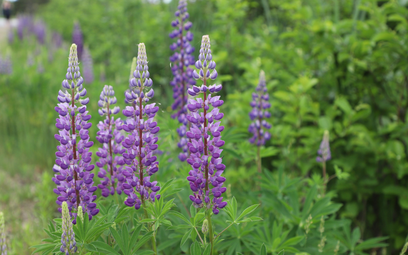 Lupine Flower - Flowers Name Starting with L