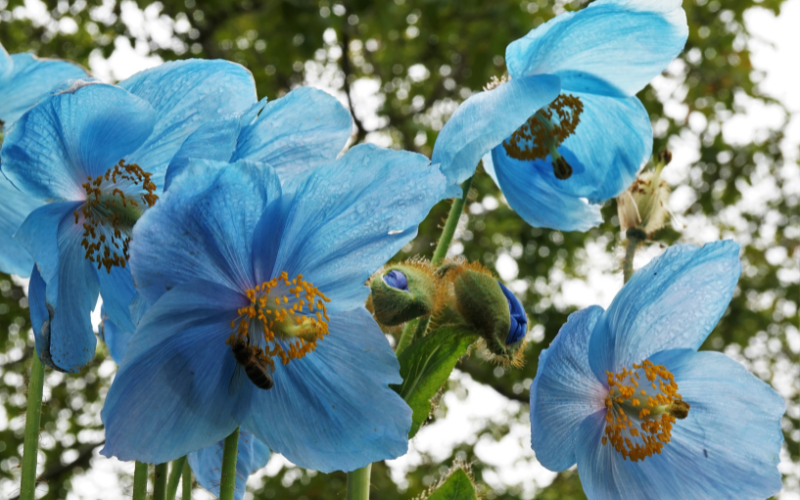 Meconopsis Flower-  Flowers Name Starting with M