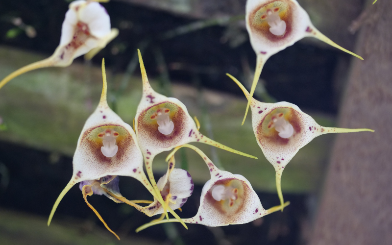 Monkey Orchids Flower - Flowers that Look Like Animals