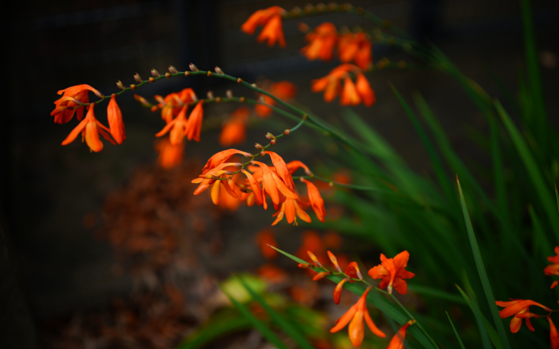 Montbretia Flower - Orange Flowers Name