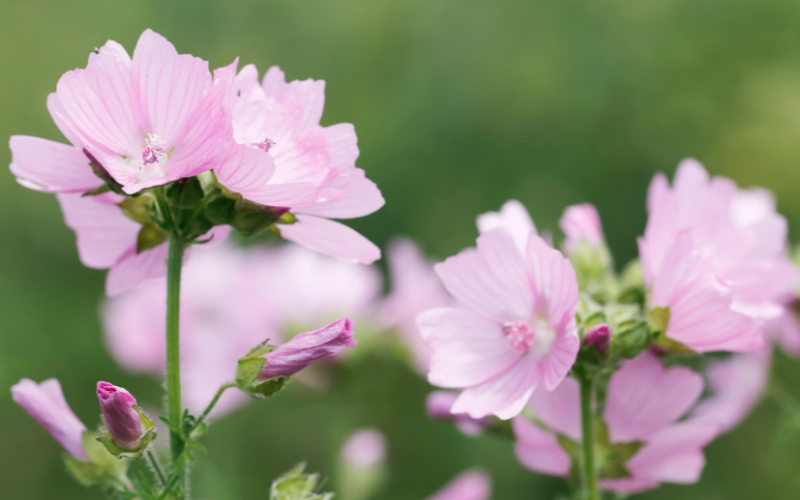 Musk Mallow Flower -  Flowers Name Starting with M