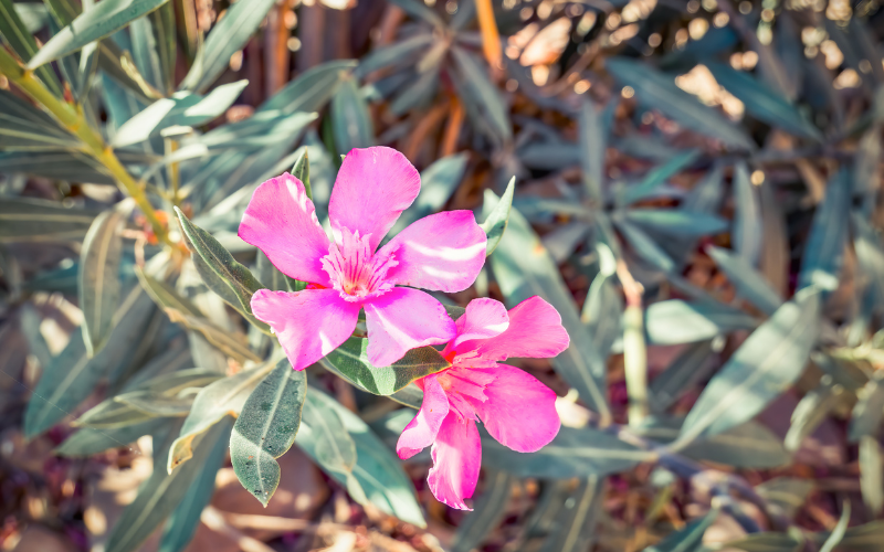 Oleander Purple Nerium Flower - Flowers Name Starting with O