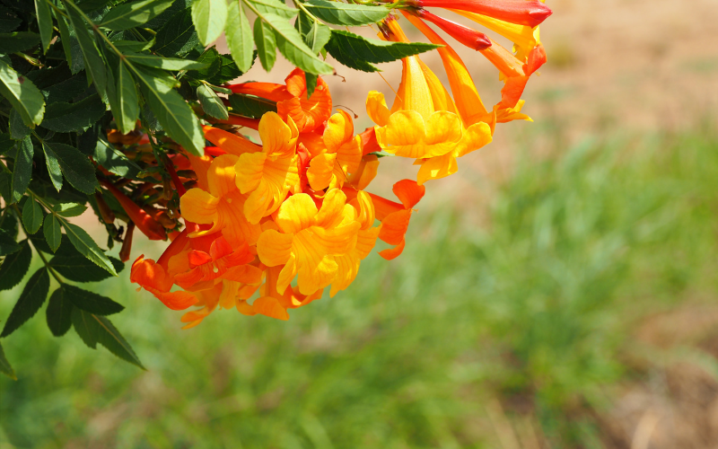Orange Bells Flower - Orange Flowers Name
