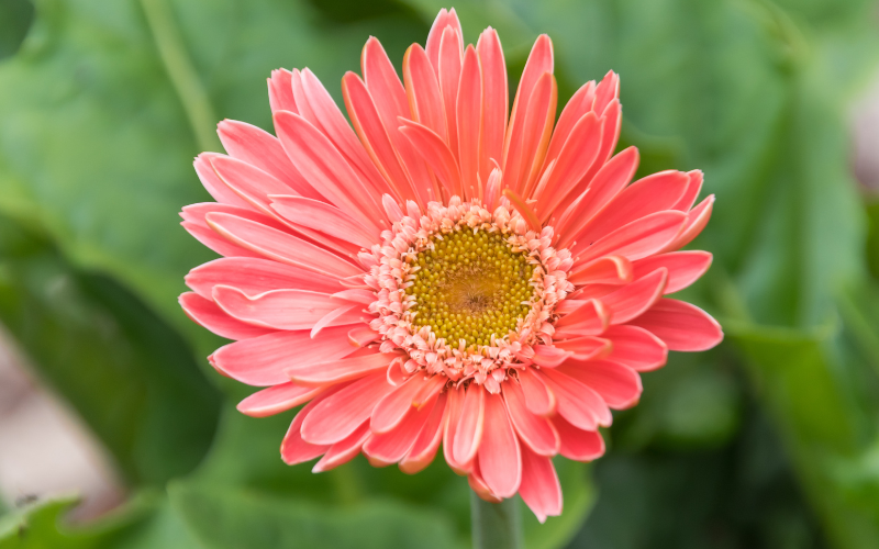 Osteospermum-D-Coral-Sand Flower - Flowers Name Starting with O